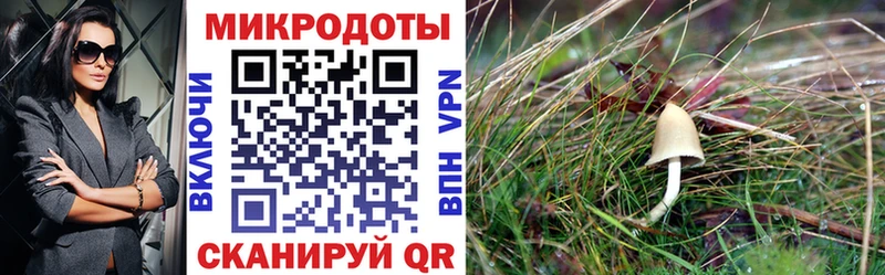 Галлюциногенные грибы Cubensis  Лаишево 